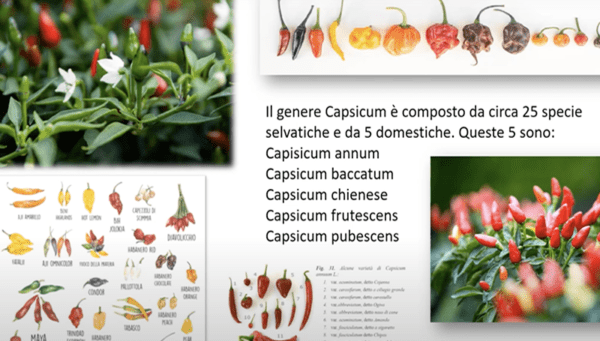 Peperoncino il Piccante che Cura